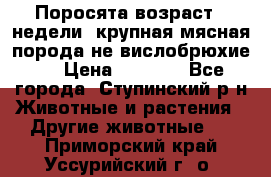 Поросята возраст 4 недели, крупная мясная порода(не вислобрюхие ) › Цена ­ 4 000 - Все города, Ступинский р-н Животные и растения » Другие животные   . Приморский край,Уссурийский г. о. 